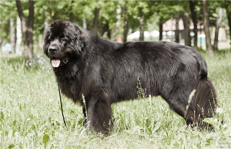 Фото: ньюфаундленд Kiper Soul Layon Hyeert (Кипер Соул Лайон Хэерт)