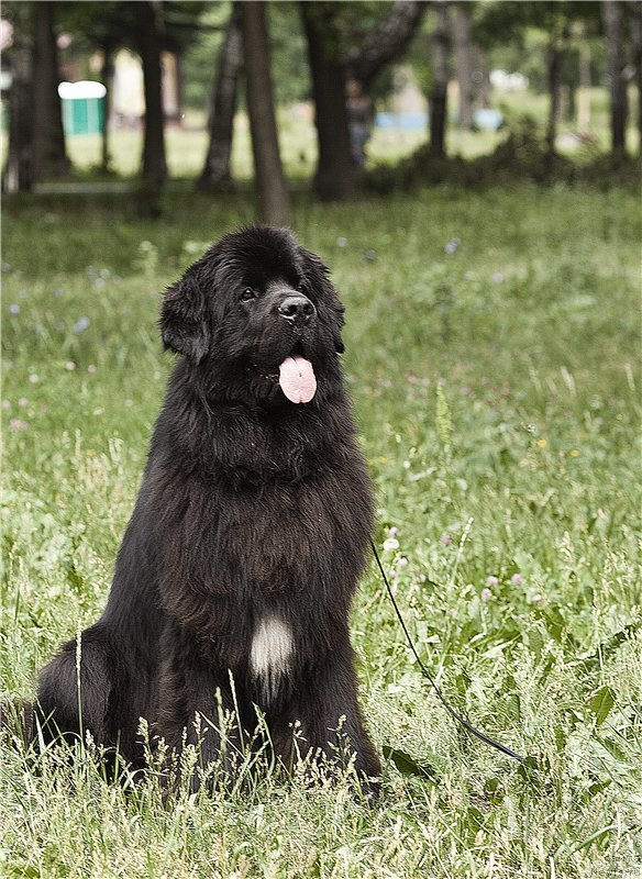 Фото: ньюфаундленд Kiper Soul Layon Hyeert (Кипер Соул Лайон Хэерт)