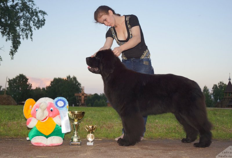 Фото: ньюфаундленд Fluffy Avalanch Exclusive Dream (Флюфи Аваланч Эксклюсиве Дрим)