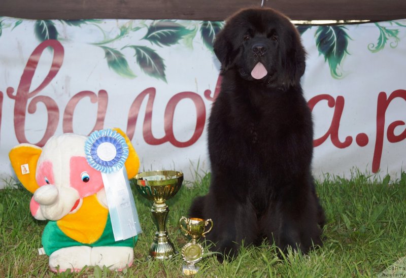 Фото: ньюфаундленд Fluffy Avalanch Exclusive Dream (Флюфи Аваланч Эксклюсиве Дрим)