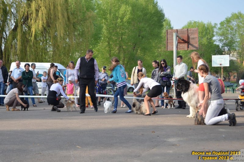 Фото: ньюфаундленд Bentley Unico Blonde Super Mishka