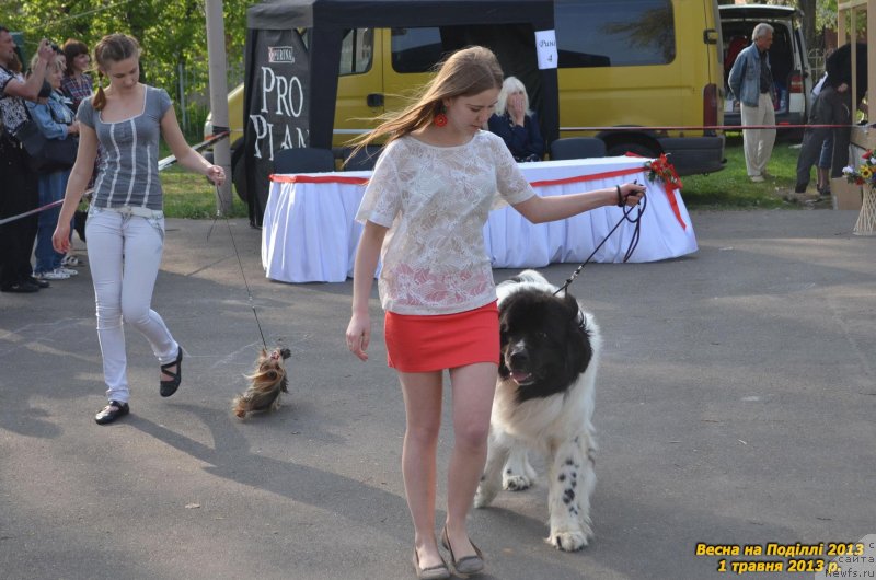 Фото: ньюфаундленд Bentley Unico Blonde Super Mishka