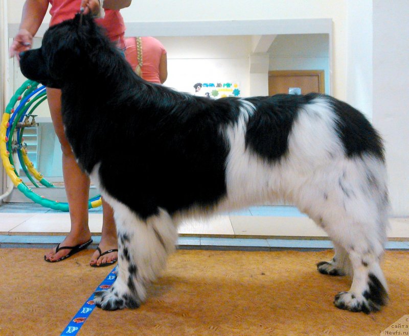 Фото: ньюфаундленд Plushevaya Panda Ferrero Rond Noir (Плюшевая Панда Ферреро Ронд Нуар), YElina YUnusova (Элина Юнусова)