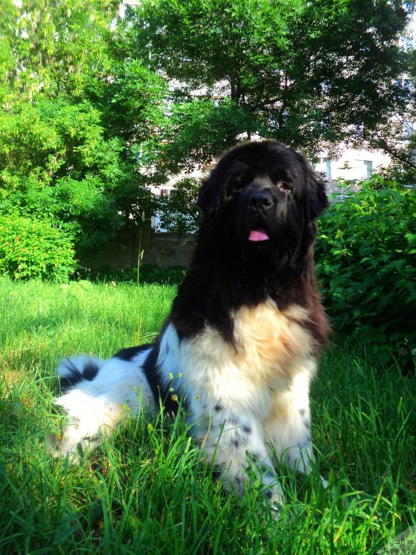 Фото: ньюфаундленд Plushevaya Panda Ferrero Rond Noir (Плюшевая Панда Ферреро Ронд Нуар)