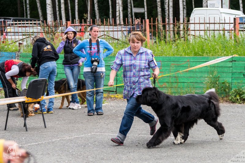 Фото: ньюфаундленд Super Bizon Indiya (Супер Бизон Индия)
