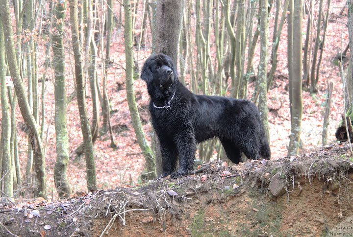 Фото: ньюфаундленд Dar Svezy Bona Fides (Дар Свезы Бона Фидес), фото Инна самойлова