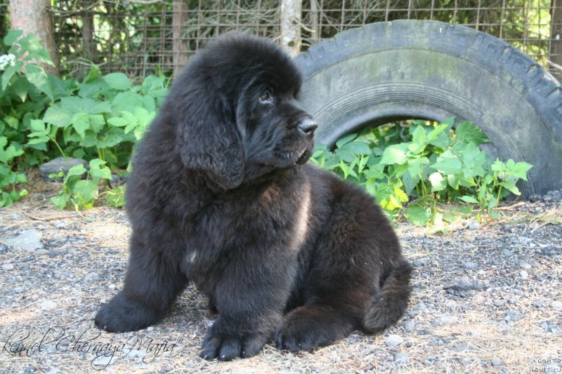 Фото: ньюфаундленд Chernaya Mafia Move Up In The World (Черная Мафия Мове Уп Ин Тхе Ворлд)