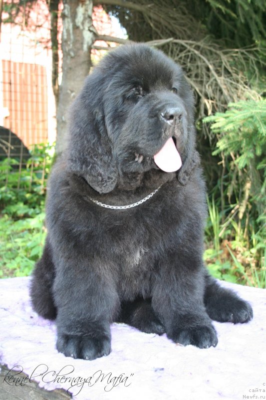 Фотография № 130058