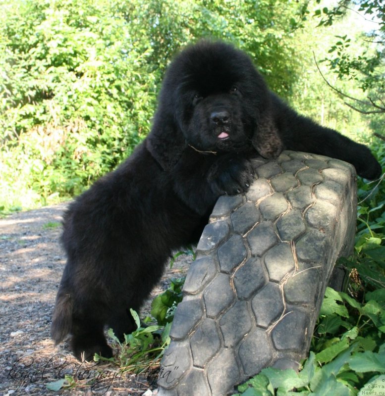 Фото: ньюфаундленд Chernaya Mafia Move Up In The World (Черная Мафия Мове Уп Ин Тхе Ворлд)