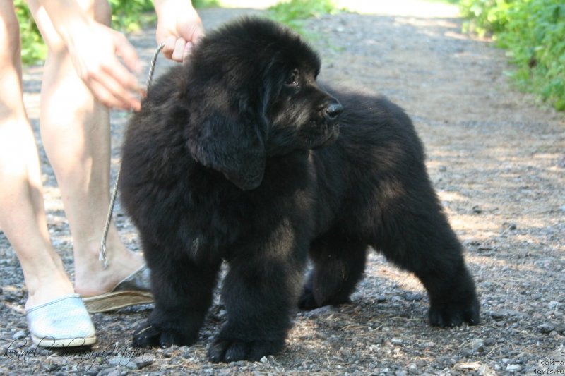 Фотография № 130065