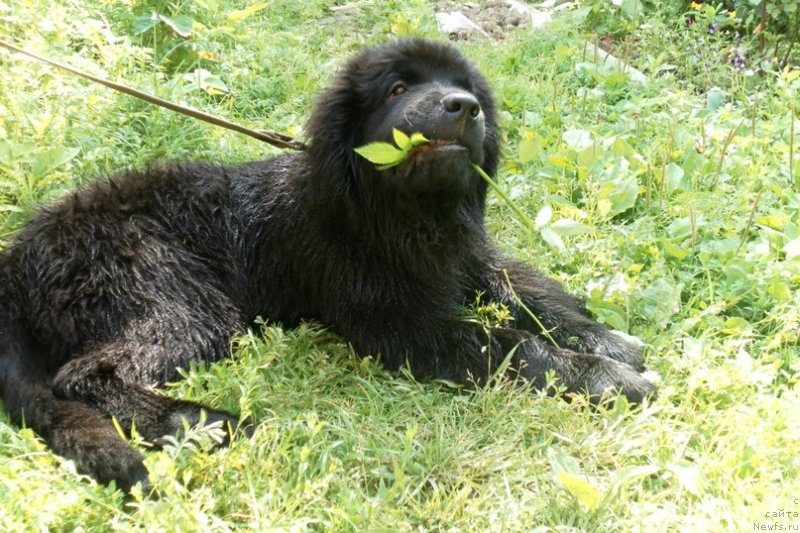 Фотография № 130071