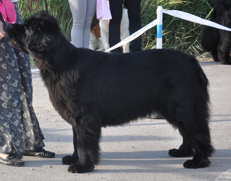 Фото: ньюфаундленд Sent Djons Ulla for Kara Ayular (Сент Джонс Улла для Кара Аюлар)