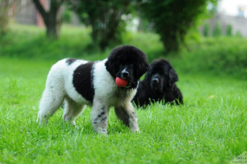 Фото: ньюфаундленд Chernaya Mafia Zebra Time (Черная Мафия Зебра Тиме), Gina Jess Black Denis