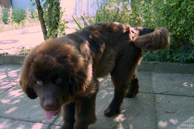 Фото: ньюфаундленд Uyelsi Melodii Blyuz (Уэлси Мелодии Блюз)