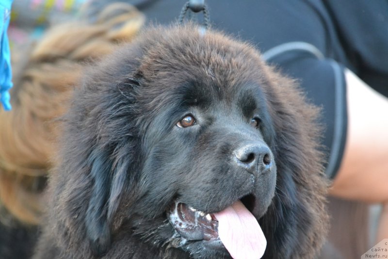 Фотография № 130130