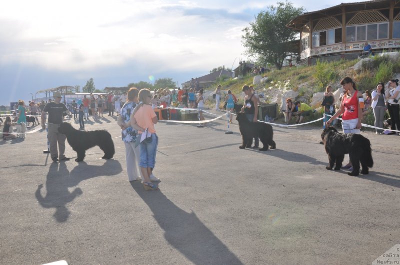Фото: ньюфаундленд Klaus Blyek (Клаус Блэк), Бомбей Сапфир Джин, Блан-де -Блан Вин де Спейс
