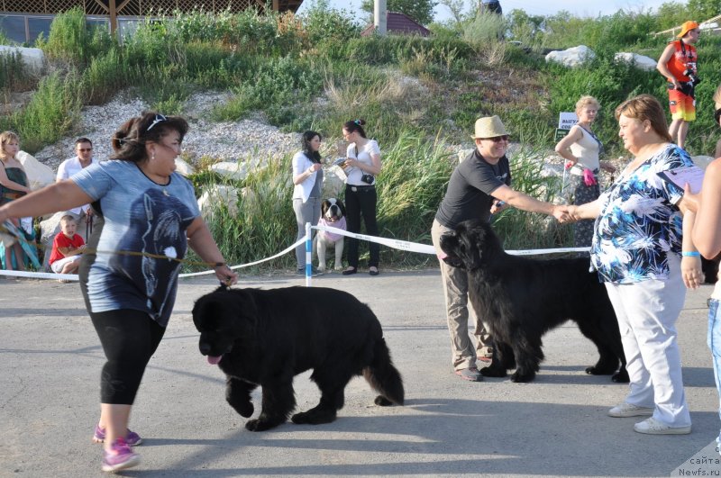 Фото: ньюфаундленд Keeper Soul Esaul (Кипер Соул Есаул), ньюфаундленд Klaus Blyek (Клаус Блэк), Farida Siryazeva (Фарида Сирязева), Коковин