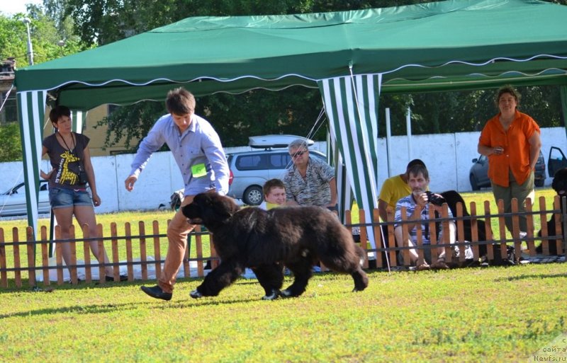 Фото: ньюфаундленд Promise To Love Midnight Bear (Promise To Love Midnight Bear)