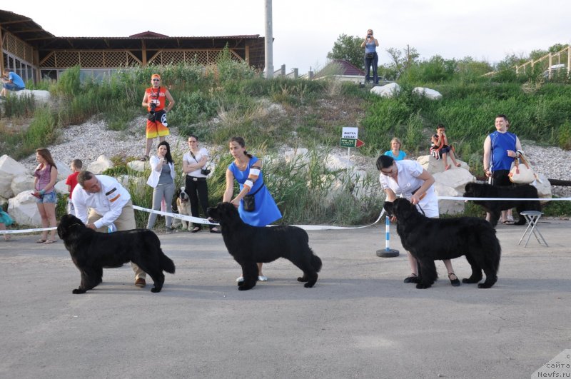 Фото: ньюфаундленд Tusa (Туса), ньюфаундленд Han Tengri Birs Vanessa (Хан Тенгри Бирс Ванесса), ньюфаундленд Kara Ayular Almaznaya Princessa (Кара Аюлар Алмазная Принцесса), Maksim Poltarak (Максим Полтарак), Tat'yana Rustanova (Татьяна Рустанова)