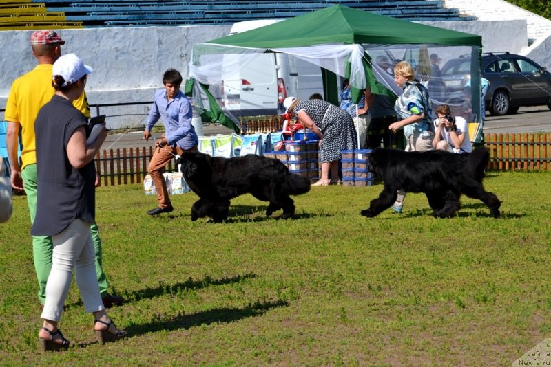 Фото: ньюфаундленд Midnight Lady's Morning Glory, ньюфаундленд Aquatoriya Kelvin From Siberia at Cayuga (Акватория Келвин Фром Сибириа эт Каюга)