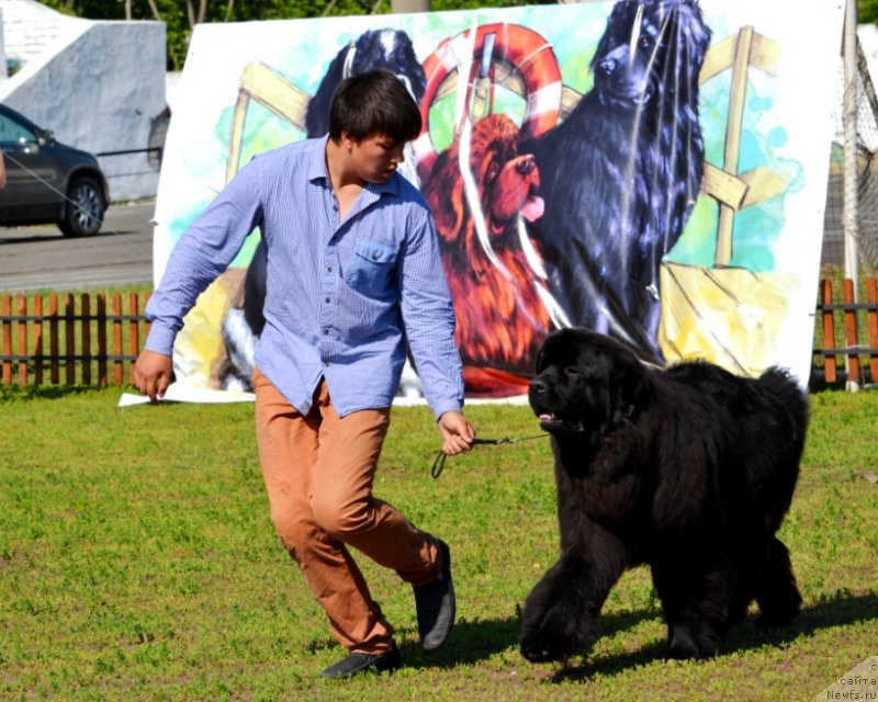 Фото: ньюфаундленд Midnight Lady's Morning Glory