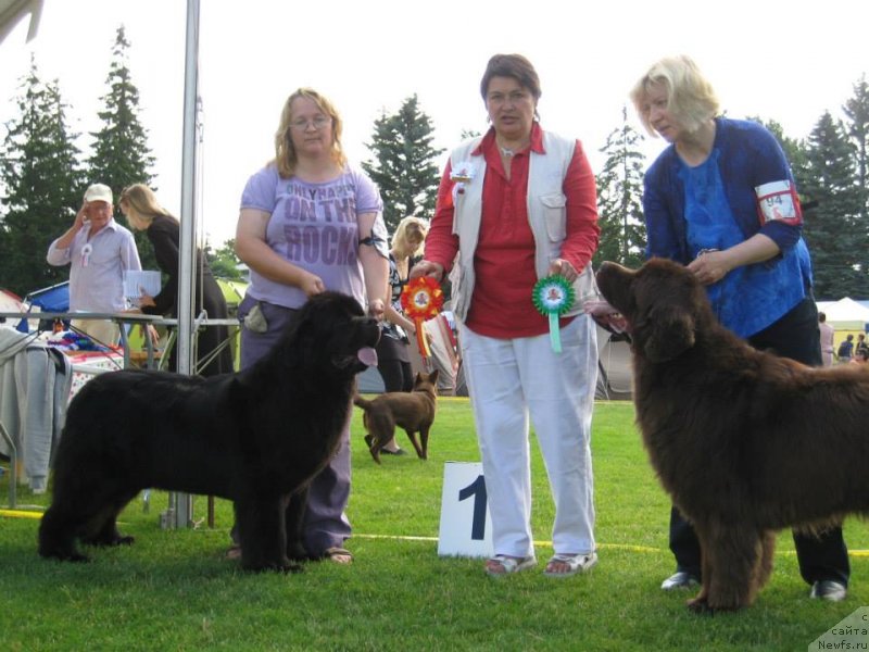 Фото: YUliya YAstrebova (Юлия Ястребова), ньюфаундленд Sent Djons Sabina Mistical (Сент Джонс Сабина Мистикал)