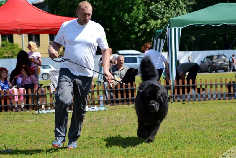 Фото: ньюфаундленд Na Grebne Volnyi Korolevskiy Syin (На Гребне Волны Королевский Сын)