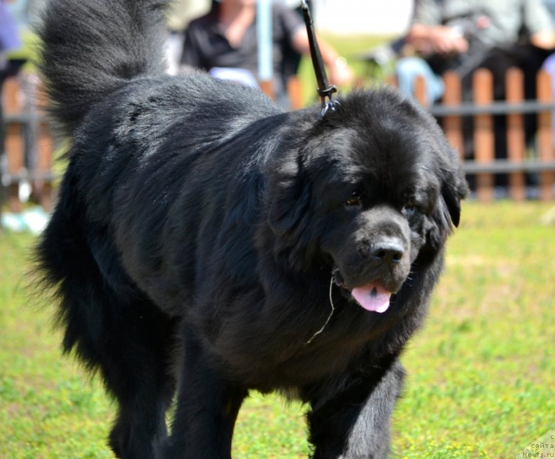 Фото: ньюфаундленд Na Grebne Volnyi Korolevskiy Syin (На Гребне Волны Королевский Сын)
