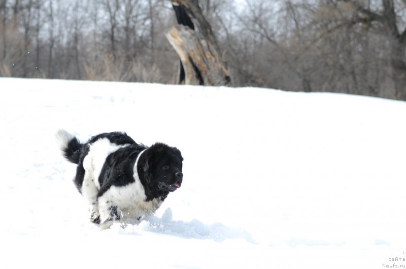 Фото: ньюфаундленд Keeper Soul Nice Guy (Кипер Соул Найс Гай)