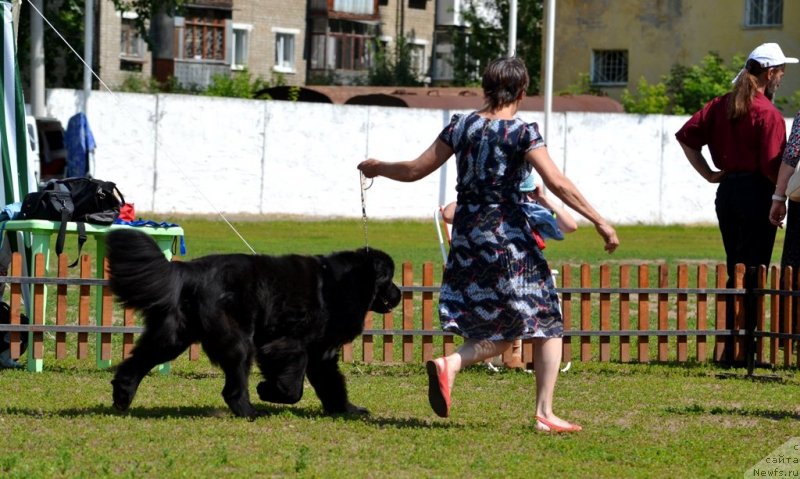 Фото: ньюфаундленд Blyek Diamond Agidel' ot Potapa Uvertyura (Блэк Диамонд Агидель от Потапа Увертюра)