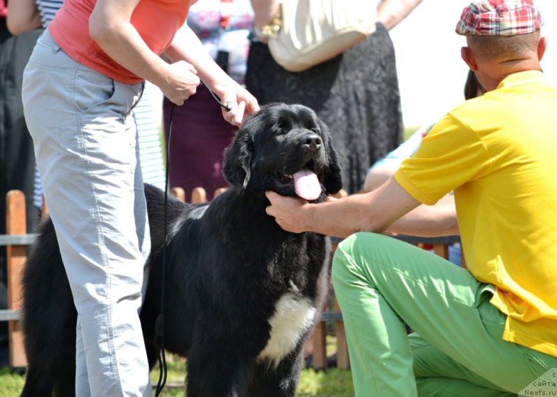 Фото: ньюфаундленд Super Bizon Zaya (Супер Бизон Зая)
