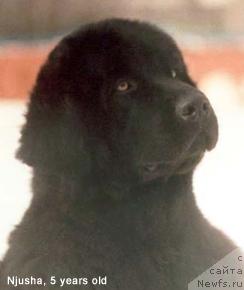 Фото: ньюфаундленд Armilla Darsi Blyek Dayver (Армилла Дарси Блэк Дайвер)