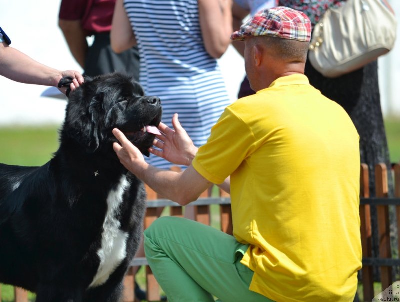 Фото: ньюфаундленд Super Bizon Indiya (Супер Бизон Индия)
