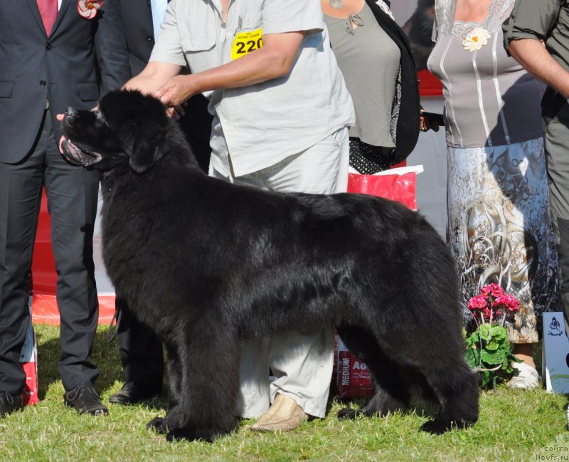 Фото: ньюфаундленд Zvezdnij Dar Agassi (Звездный Дар Агасси)
