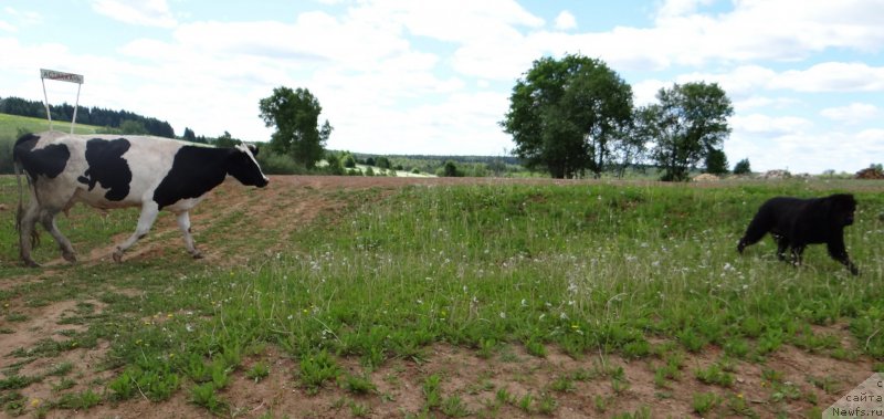 Фото: ньюфаундленд Aleksandriya Moya Radost' (Александрия Моя Радость)