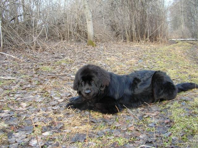 Фото: ньюфаундленд King of Helluland Dizzy Beauty