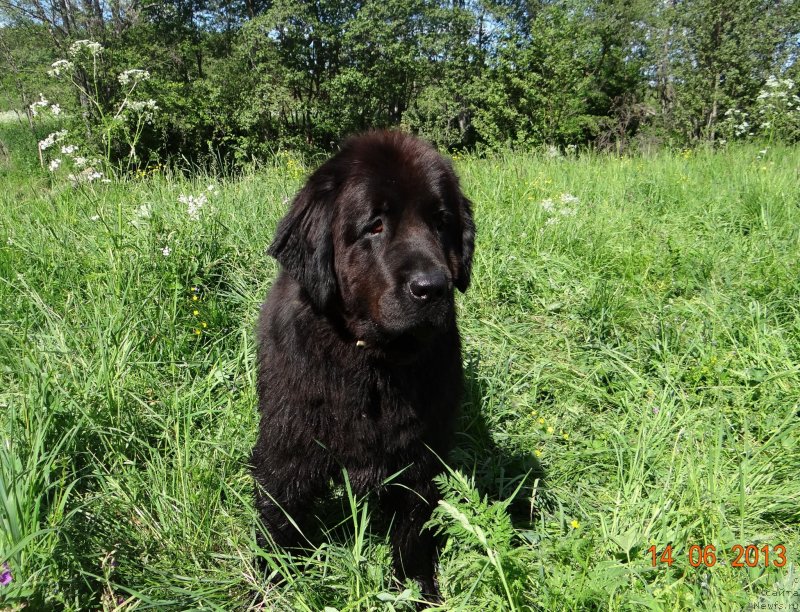 Фото: ньюфаундленд Aleksandriya Moya Radost' (Александрия Моя Радость)