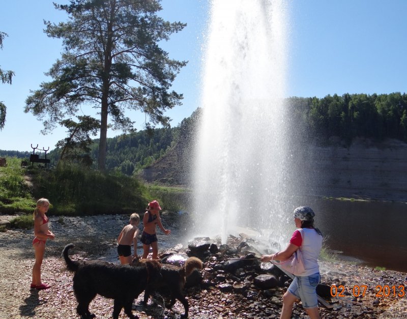 Фото: ньюфаундленд Aleksandriya Moya Radost' (Александрия Моя Радость), ньюфаундленд Sverkayuzhaya Gora Mashame (Сверкающая Гора Машаме), Tat'yana Juravleva (Татьяна Журавлева)