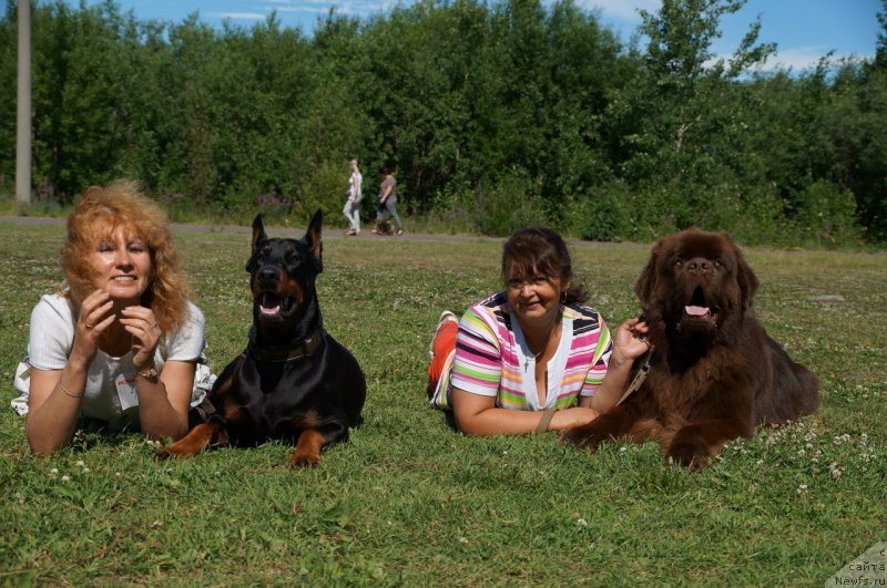 Фото: ньюфаундленд Horunzhy s Berega Dona (Хорунжий с Берега Дона)