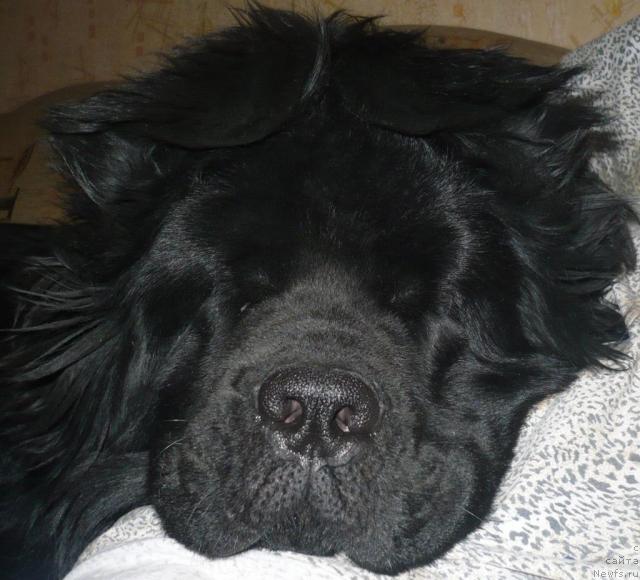 Фото: ньюфаундленд Undina Bell-Ail ot Tsatsyby (Ундина Белл-Айл от Цацибы)