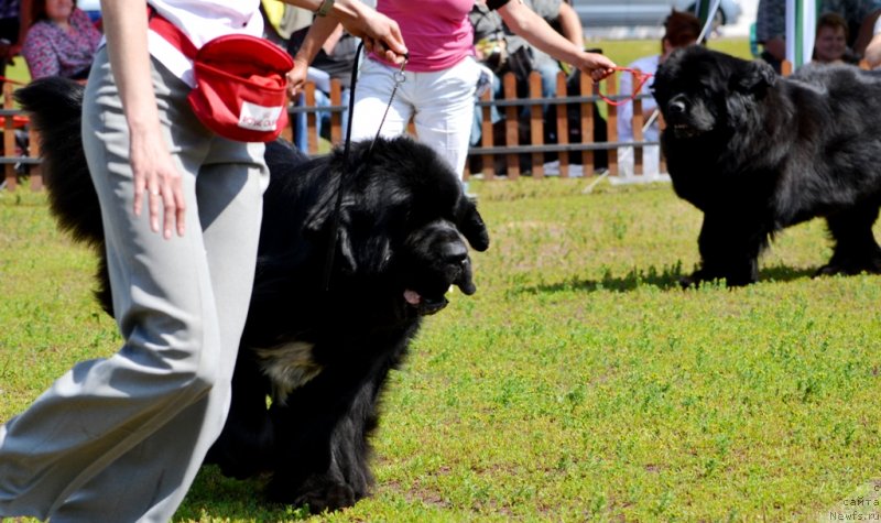 Фото: ньюфаундленд Flagman ot Sibirskogo Medvedja (Флагман от Сибирского Медведя)