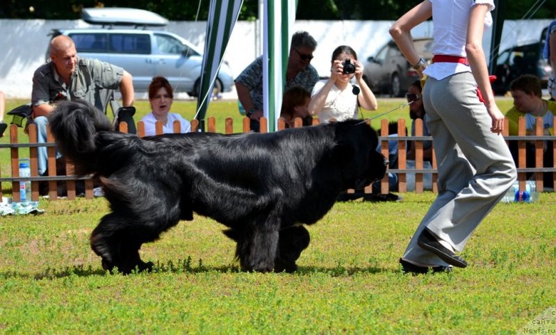 Фото: ньюфаундленд Flagman ot Sibirskogo Medvedja (Флагман от Сибирского Медведя)