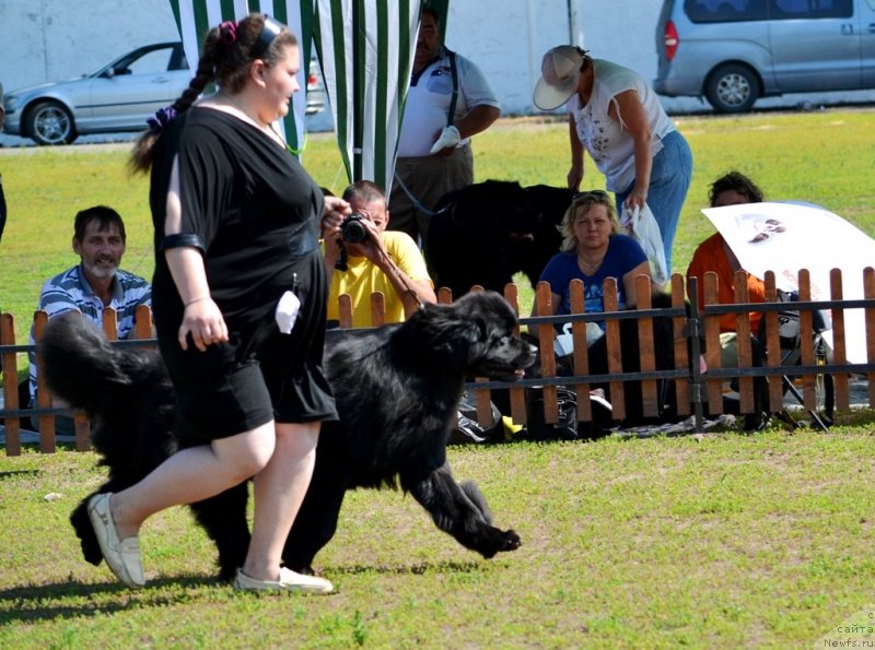 Фото: ньюфаундленд N'yufort Taym's Gold Aleksa (Ньюфорт Тайм'с Голд Алекса)