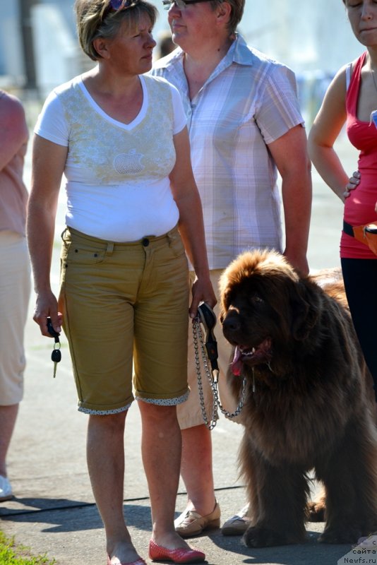 Фото: ньюфаундленд Barhatka Roskoshnaya (Бархатка Роскошная)