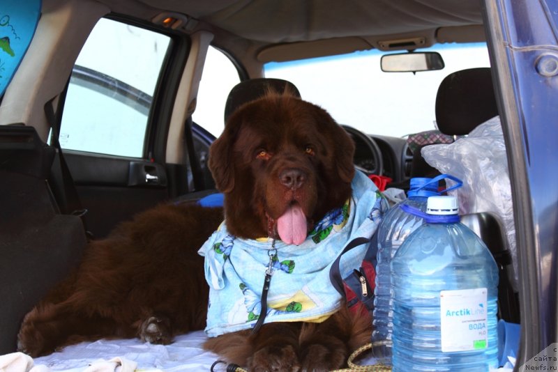 Фото: ньюфаундленд Lesnaja Skazka Korolevskiy Medved (Лесная Сказка Королевский Медведь)