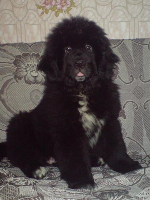 Фото: ньюфаундленд Piternyuf Zhizn' Horosha (Питерньюф Жизнь Хороша)
