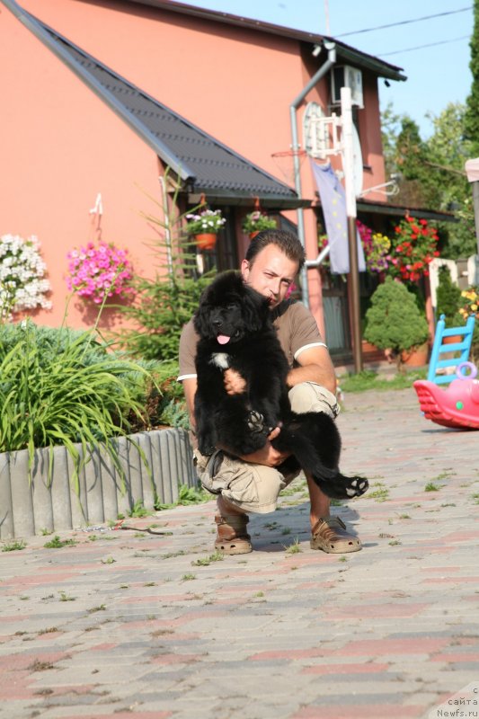 Фото: ньюфаундленд The Most Beautiful Dark New Wave