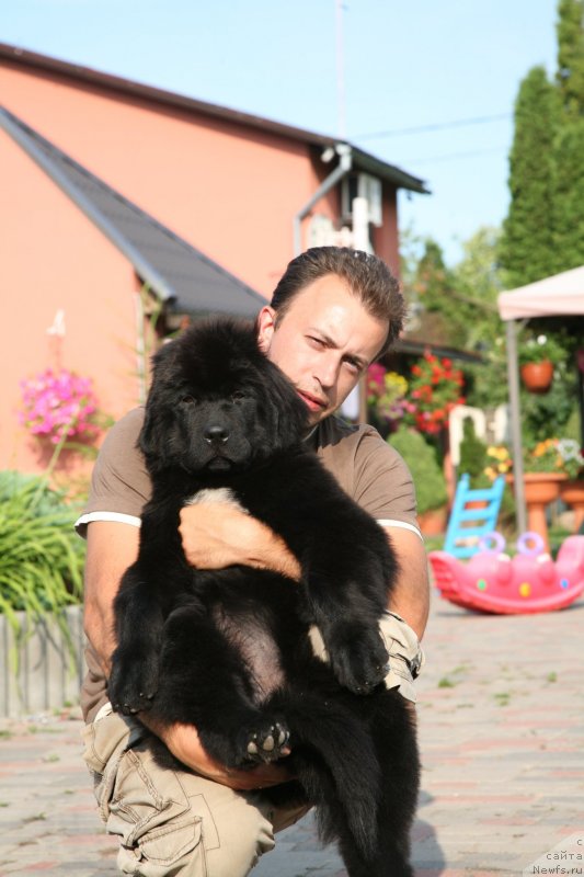 Фото: ньюфаундленд The Most Beautiful Dark New Wave