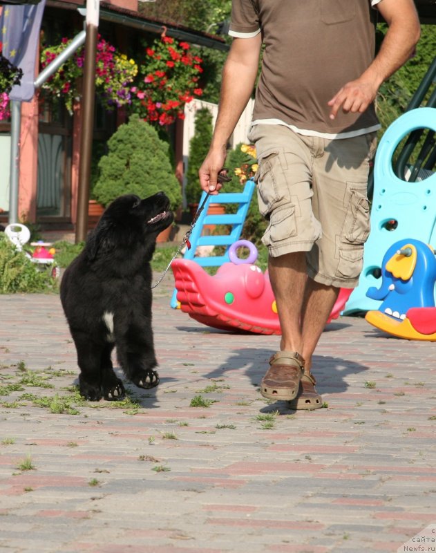 Фото: ньюфаундленд The Most Beautiful Dark New Wave