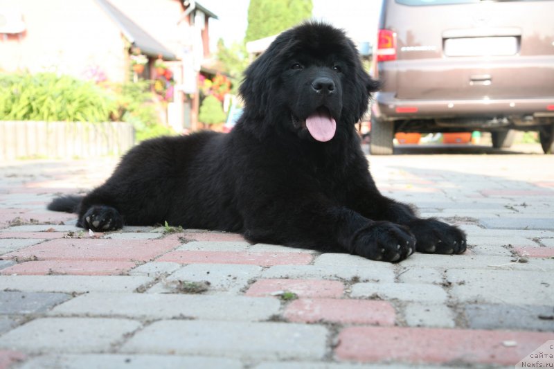 Фото: ньюфаундленд The Most Beautiful Dark New Wave